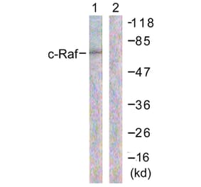 Western Blot - Anti-C-RAF Antibody (B0634) - Antibodies.com
