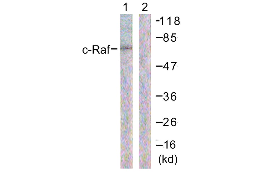 Western Blot - Anti-C-RAF Antibody (B0634) - Antibodies.com