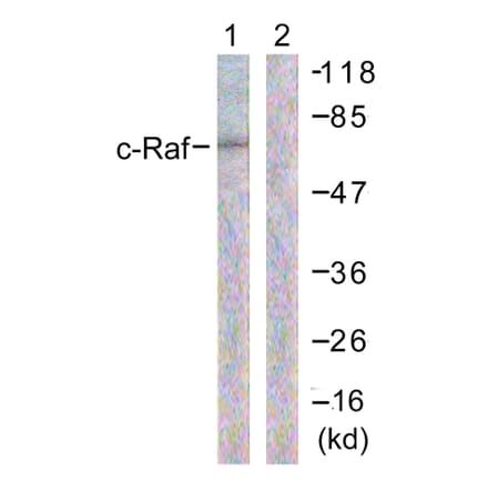Western Blot - Anti-C-RAF Antibody (B0634) - Antibodies.com