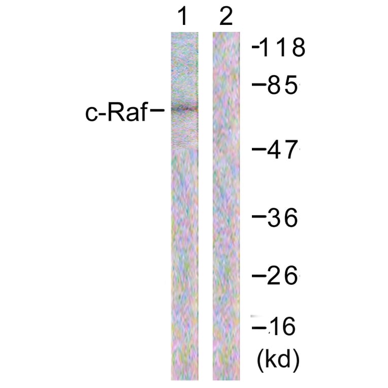 Western Blot - Anti-C-RAF Antibody (B0634) - Antibodies.com