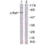 Western Blot - Anti-C-RAF Antibody (B0634) - Antibodies.com