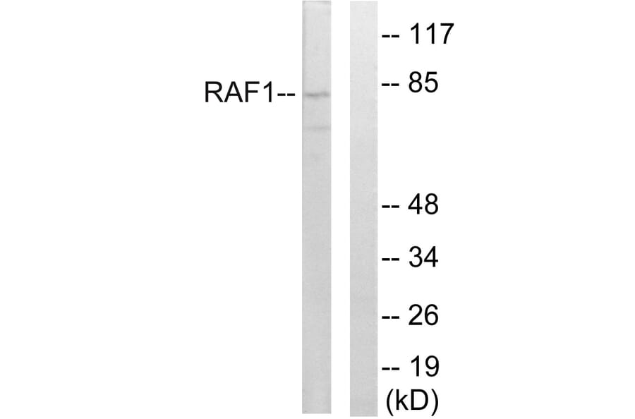 Western Blot - Anti-C-RAF Antibody (B8178) - Antibodies.com