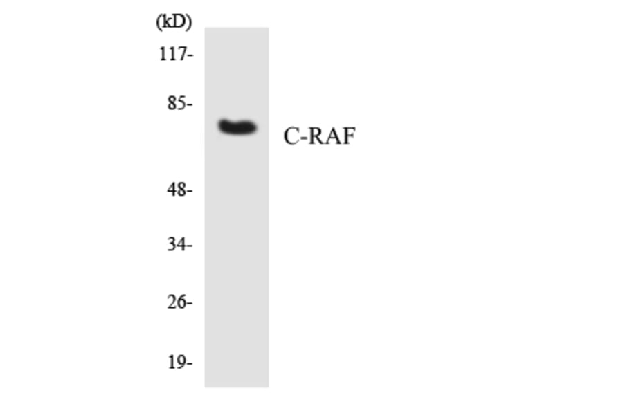 Western Blot - Anti-C-RAF Antibody (R12-2652) - Antibodies.com