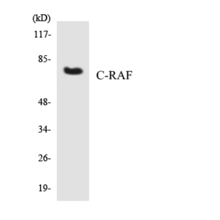 Western Blot - Anti-C-RAF Antibody (R12-2652) - Antibodies.com