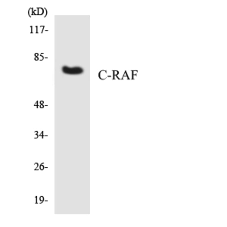 Western Blot - Anti-C-RAF Antibody (R12-2652) - Antibodies.com