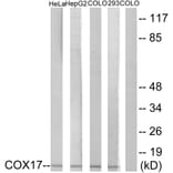 Western Blot - Anti-COX17 Antibody (C12231) - Antibodies.com