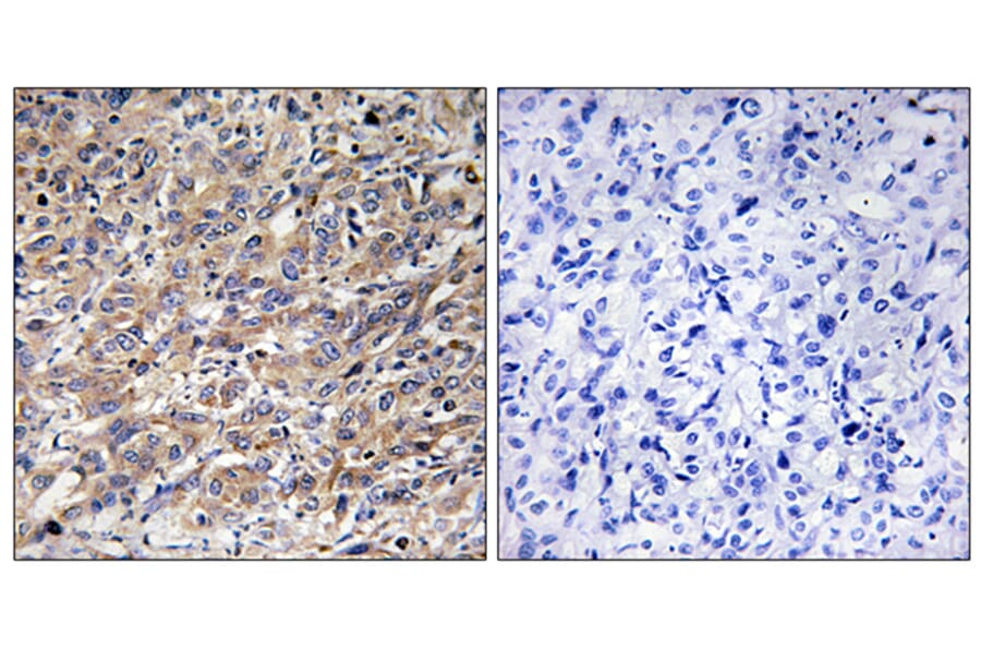 Immunohistochemistry - Anti-COX17 Antibody (C12231) - Antibodies.com