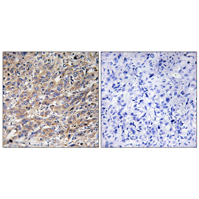 Immunohistochemistry - Anti-COX17 Antibody (C12231) - Antibodies.com