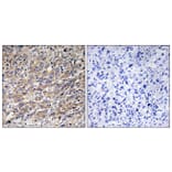 Immunohistochemistry - Anti-COX17 Antibody (C12231) - Antibodies.com
