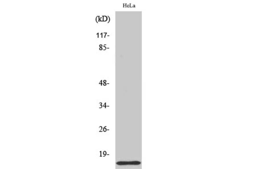 Western Blot - Anti-COX17 Antibody (C12231) - Antibodies.com