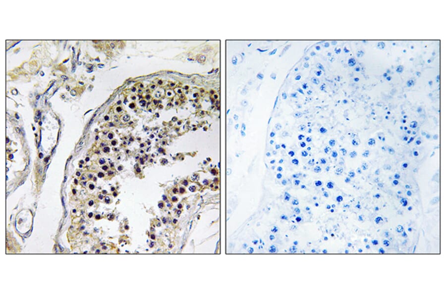 Immunohistochemistry - Anti-CNOT4 Antibody (C15021) - Antibodies.com