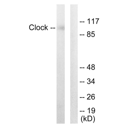 Western Blot - Anti-Clock Antibody (C10086) - Antibodies.com