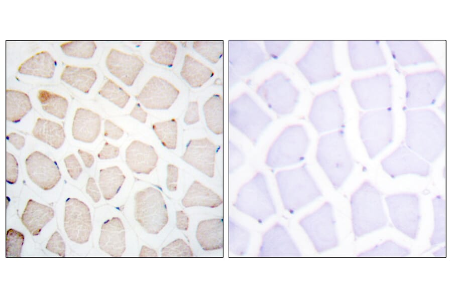 Immunohistochemistry - Anti-Clock Antibody (C10086) - Antibodies.com