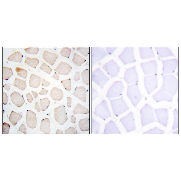 Immunohistochemistry - Anti-Clock Antibody (C10086) - Antibodies.com