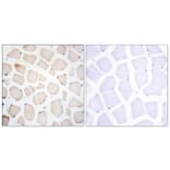 Immunohistochemistry - Anti-Clock Antibody (C10086) - Antibodies.com