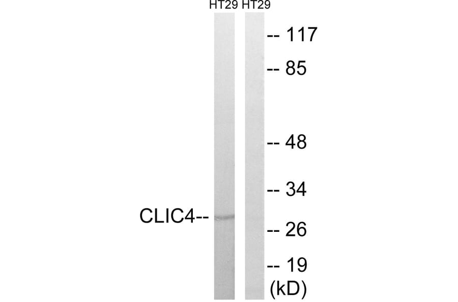 Western Blot - Anti-CLIC4 Antibody (C15090) - Antibodies.com