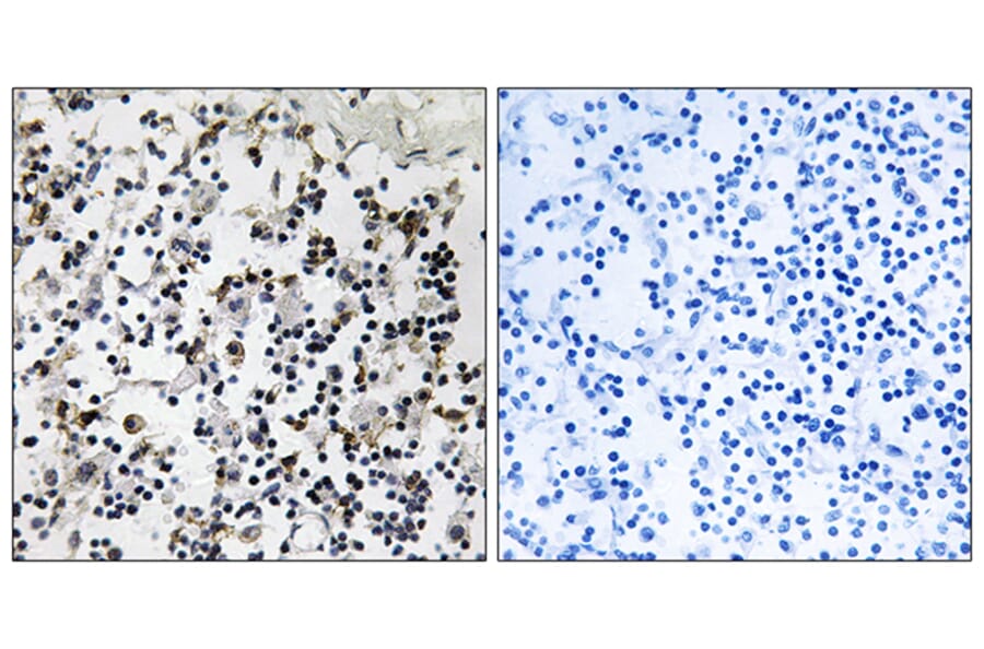 Immunohistochemistry - Anti-CLIC4 Antibody (C15090) - Antibodies.com