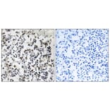 Immunohistochemistry - Anti-CLIC4 Antibody (C15090) - Antibodies.com