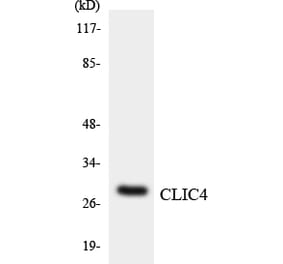 Western Blot - Anti-CLIC4 Antibody (R12-2627) - Antibodies.com
