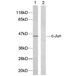 Western Blot - Anti-c-Jun Antibody (B7131) - Antibodies.com