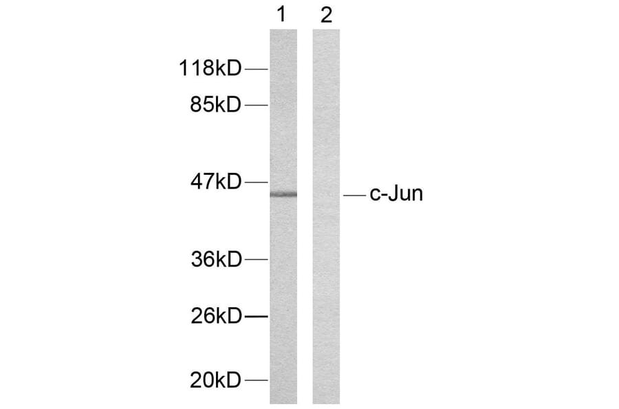 Western Blot - Anti-c-Jun Antibody (B7131) - Antibodies.com