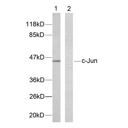 Western Blot - Anti-c-Jun Antibody (B7131) - Antibodies.com