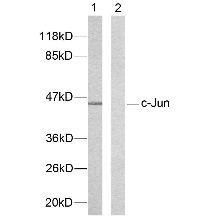 Western Blot - Anti-c-Jun Antibody (B7131) - Antibodies.com