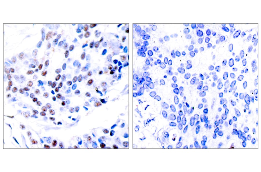 Immunohistochemistry - Anti-c-Jun Antibody (B7131) - Antibodies.com