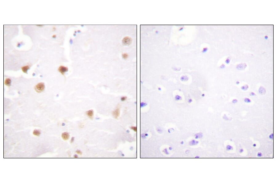 Immunohistochemistry - Anti-c-Jun Antibody (B0868) - Antibodies.com