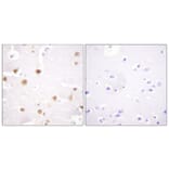 Immunohistochemistry - Anti-c-Jun Antibody (B0868) - Antibodies.com