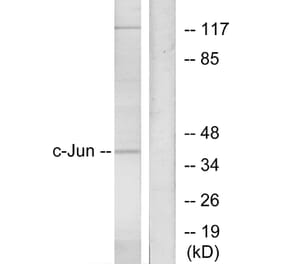 Western Blot - Anti-c-Jun Antibody (B7046) - Antibodies.com