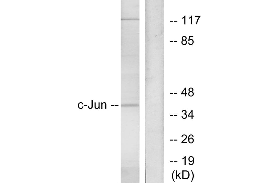 Western Blot - Anti-c-Jun Antibody (B7046) - Antibodies.com