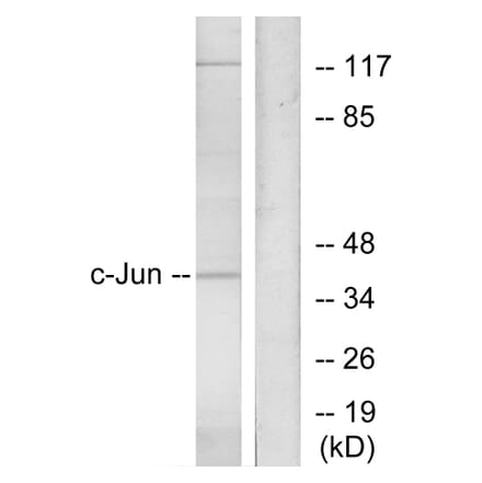 Western Blot - Anti-c-Jun Antibody (B7046) - Antibodies.com
