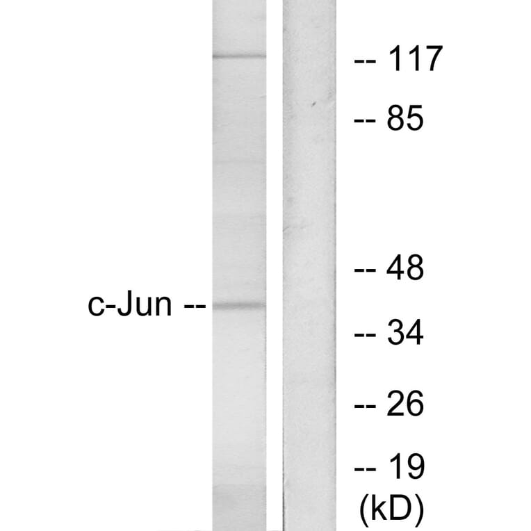 Western Blot - Anti-c-Jun Antibody (B7046) - Antibodies.com
