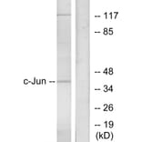 Western Blot - Anti-c-Jun Antibody (B7046) - Antibodies.com