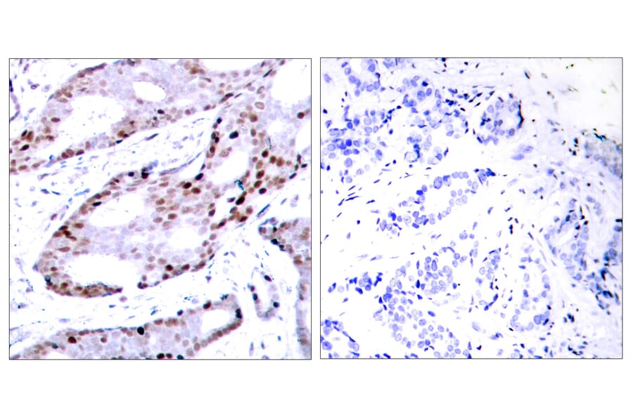 Immunohistochemistry - Anti-c-Jun Antibody (B7046) - Antibodies.com