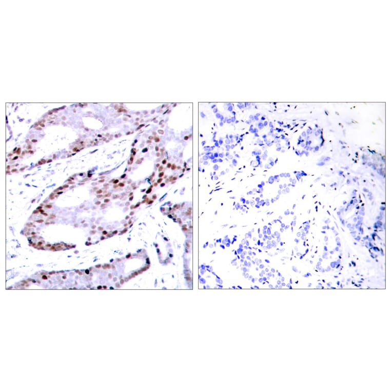 Immunohistochemistry - Anti-c-Jun Antibody (B7046) - Antibodies.com