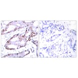 Immunohistochemistry - Anti-c-Jun Antibody (B7046) - Antibodies.com