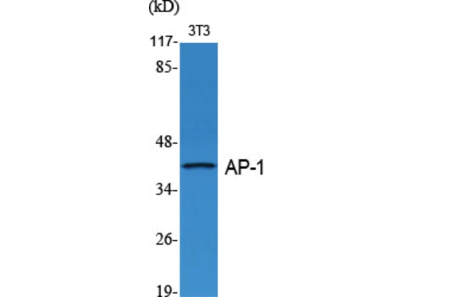 Western Blot - Anti-c-Jun Antibody (B7046) - Antibodies.com