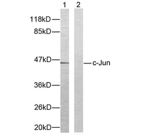 Western Blot - Anti-c-Jun Antibody (B7133) - Antibodies.com