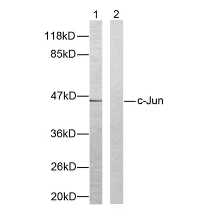 Western Blot - Anti-c-Jun Antibody (B7133) - Antibodies.com