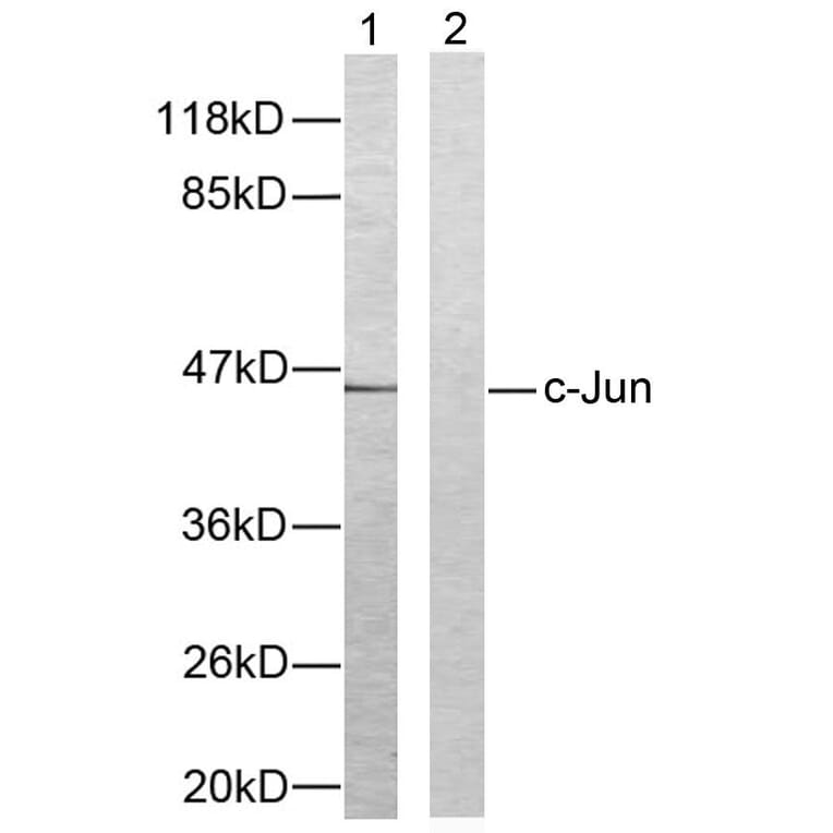 Western Blot - Anti-c-Jun Antibody (B7133) - Antibodies.com