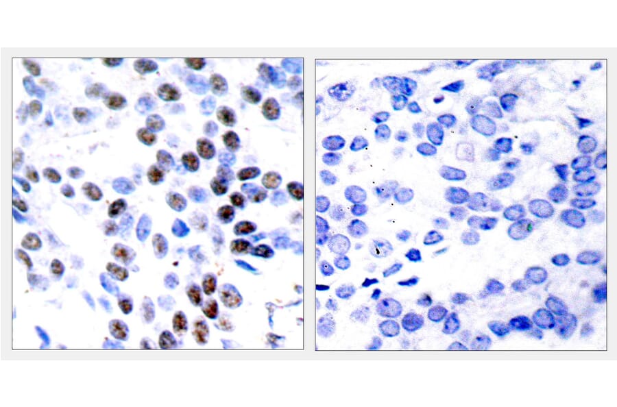 Immunohistochemistry - Anti-c-Jun Antibody (B7133) - Antibodies.com