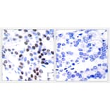 Immunohistochemistry - Anti-c-Jun Antibody (B7133) - Antibodies.com