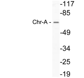 Western Blot - Anti-Chr-A Antibody (R12-2093) - Antibodies.com