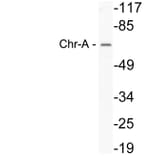 Western Blot - Anti-Chr-A Antibody (R12-2093) - Antibodies.com