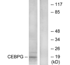 Western Blot - Anti-CEBPG Antibody (C10718) - Antibodies.com