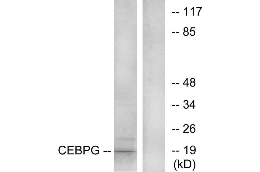 Western Blot - Anti-CEBPG Antibody (C10718) - Antibodies.com