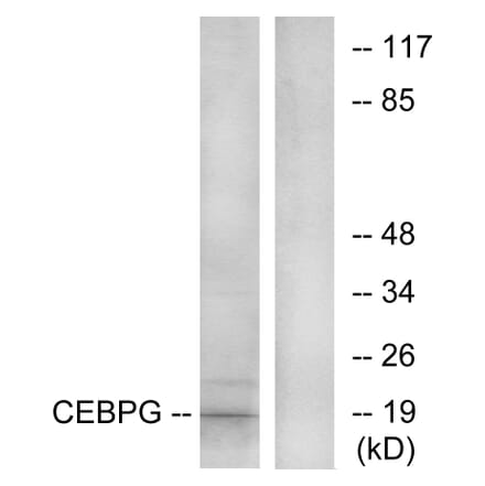 Western Blot - Anti-CEBPG Antibody (C10718) - Antibodies.com