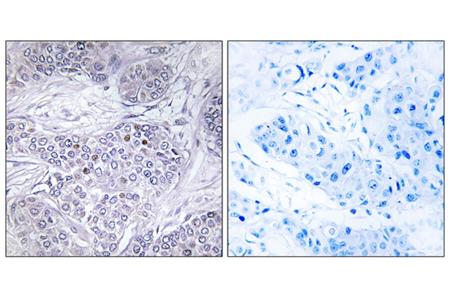 Immunohistochemistry - Anti-CEBPG Antibody (C10718) - Antibodies.com